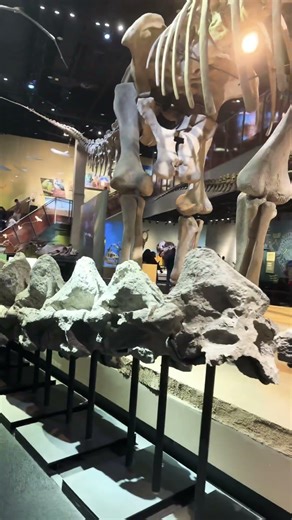 Brontosaurus Skeleton