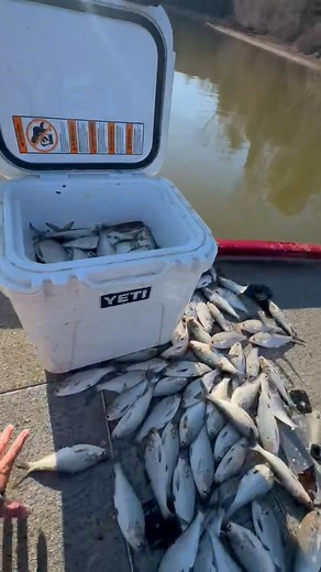 3.1K views · 32 reactions | Oh no the gizzard shad invasion is here!  | Superior Bait & Tackle | Facebook