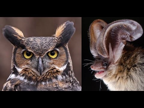 Falconry: Great Horned Owls Hunting Bats