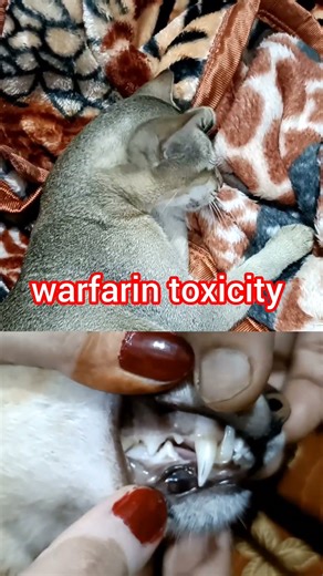 symptoms of warfarin toxicity in cat #cat #toxicity #pets #kitten #feline #vet #youtubeshorts #short