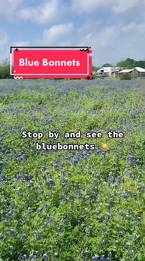 Bluebonnet field in League City 😍🌿 #leaguecitytx #bluebonnet #photography #visittexas #spring