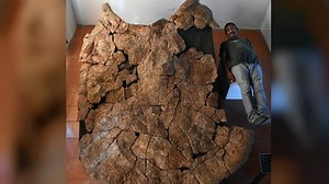 Researchers discover biggest turtle that ever lived had 10 foot shell, horns
