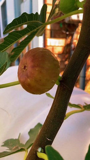 The American Fig Company on TikTok