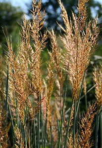 Native Prairie Grasses