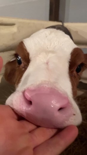 Meet Harlow - The Holstein Calf on the Farm