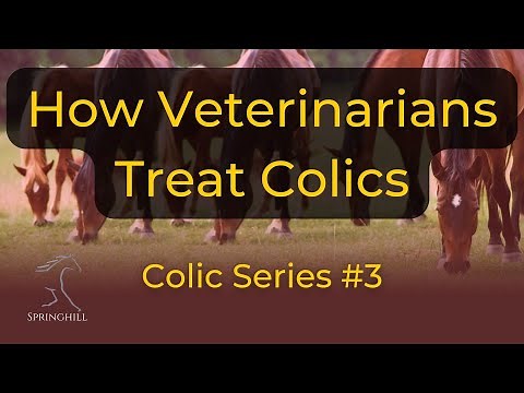 How Veterinarians Treat Colic Horses: Colic Series #3