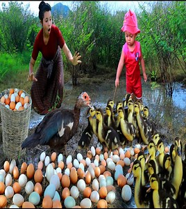 156K views · 1.3K reactions | Mother and baby Encounter rescue Duckling pick duck egg cooking egg eating殺藍 #reelsvideoシ #reelsfbシ #reelsviralfb #cooking #love #reelsfbシ #chef #survival #Amazing #food #yammyfood  | Outdoor Chef | Facebook