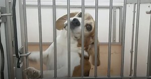 Beagle Is Rescued From His Cage & Experimentation To See The Sunshine & Grass