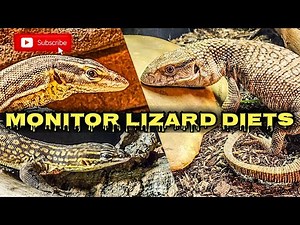 Insectivore Diets for Monitor Lizards