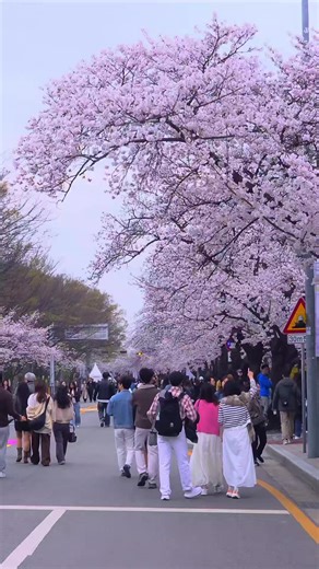 🇰🇷“Did you know there’s a road in Seoul that turns completely white with cherry blossoms? 🌸 This is Yunjung-ro Cherry Blossom Road. In about a month, this street will explode with millions of cherry blossoms. At night, the glowing skyline of Yeouido lights up the petals. In the daytime, the entire road becomes a dreamy white tunnel of flowers. Walk this magical path with your family, or hold hands with someone you love.👫 Spring in Seoul starts right here. 🌸✨” #SpringInKorea #SpringInSeoul #