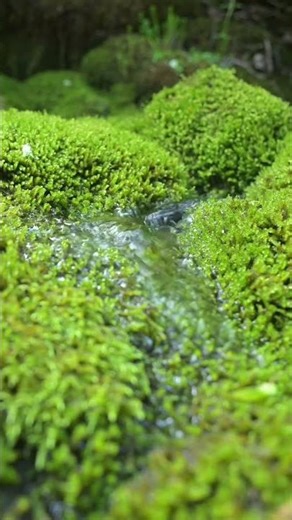 Magical Water Trickles - So Refreshing