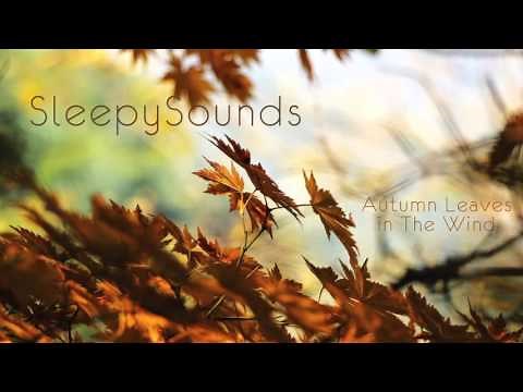 Autumn Leaves in Wind - 9 hour soundscape for sleep sound, meditation, ambience, ASMR