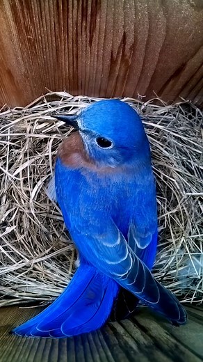 Bluebird pair checking out this box, but why? 🐦🤷 #wildlife #birdwatching #nature #birdhouse #birds | Nest Box Live