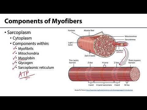 MSK Skeletal Muscle Tissue - Myofibers
