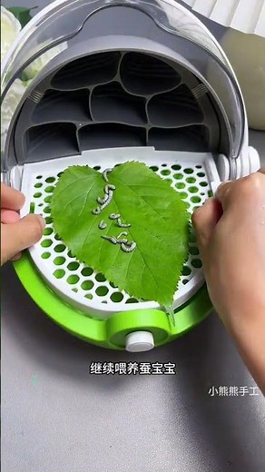 從一粒蠶卵到吐絲做繭，和孩子一起見證蠶寶寶的奇妙成長之旅吧，還能培養孩子耐心和細心#蠶寶寶成長記 #養蠶 #蠶寶寶