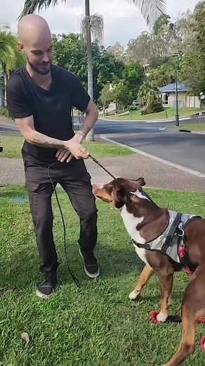 Dog Training: Teaching Manners to an Out of Control Dog