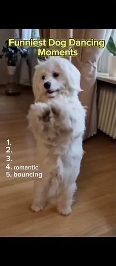 Top 5 Funniest Dog Dancing Moments