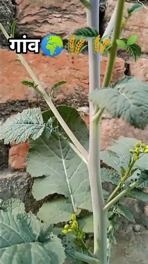 vibes # desikheti #desiviilagelifetstyle