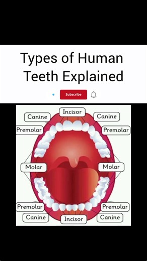 Types of Human Teeth Explained