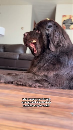 He’s a proud thief 😅 #newfoundlanddog #brownnewfie | My Brown Newfies