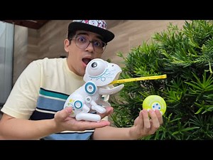 Remote-controlled frog that hunts insects!