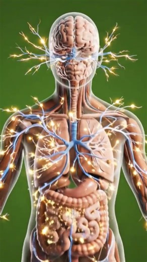 "Human Body Parts and Their Functions Simplified"#science #aianimation #biology #3danatomy