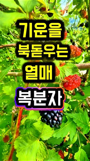 기운을 북돋우는 열매 복분자 #복분자 #복분자효능 #자연산복분자 #항산화음식 #안토시아닌 #건강한먹거리 #건강정보