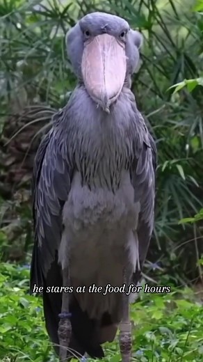 Fascinating Facts About Shabeel Birds