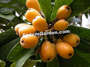 Common Medlar (Loquat), Copac Loquat: Plantare, Cultivare 🌿 Totul Despre Grădinărit Și Design De Gradina - 2025