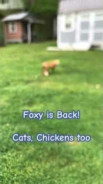 Foxy is back! Cats and Chickens too! Blurred Camera #youtubeshortsvideo #fox #Chickens
