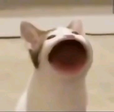 其他●pop猫啵了10小时的嘴