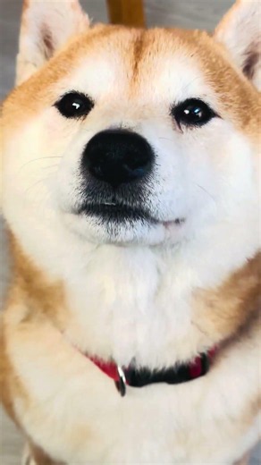 【可愛すぎてご飯何杯でもあげそうになっちゃう芝犬】