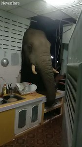 This elephant was desperate for some dinner! | The Sun