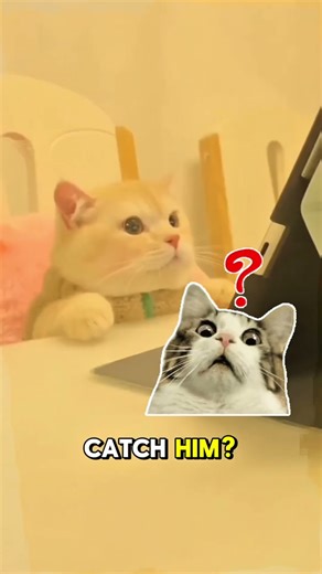 This Cat Got Busted… Late Night Computer Addict 🐾💻