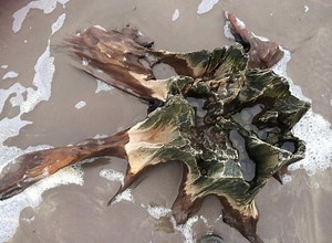 Pre-historic 4,000 year old forest in Ireland