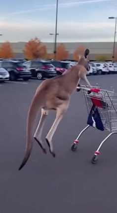 3.5K views · 33 reactions | Watch this cheeky kangaroo turn grocery shopping into an extreme sport by stealing a cart and bouncing off like it's the most normal thing in the world! #KangarooThief #AustralianShopping #WildlifeShenanigans | Animal Wonders | Facebook