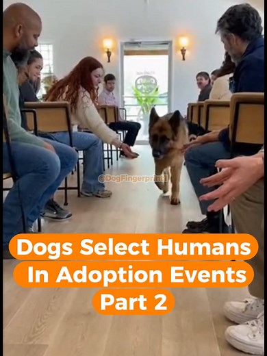 Dogs Select Humans In Adoption Events Part 2 Shelter dog chose them 🐶❤️ At this shelter, dogs get to choose their forever family for Christmas🎄🐶 who will they choose? the ending😭😢#dogs #adoptdontshop #adoptme #dog #shelterdog #emotional #faithinhumanity #pets #doglover #dogchoosechallenge #dogchooseowner pet choosing owner locations near me , pets choosing owners shelter locations real , shelter pets choosing their owner , pets choosing owners shelter locations , dogs choosing their owner