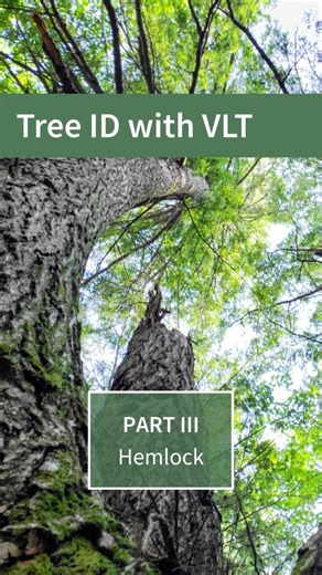 All about hemlocks: Quick ID tips