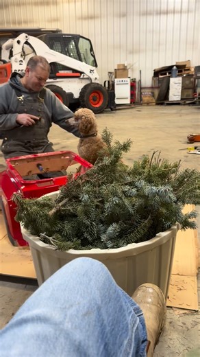 34 reactions | Shop apprentice in training, Sutter! #farmdog #mechanic #poodle #nonshedding #trickdog #domorewithyourdog #standardpoodle #mediumpoodle #moyenpoodle #tools #bobthebuilder #shophelper #happydays | Bartley’s Home Grown Poodles: Canadian Kennel Club registered | Facebook