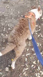 6.3K views · 162 reactions | Willow enjoyed his walk today. 勺 Please contact 083 259 0077 Frieda (whatsapp) if you can give him a loving home. Pretoria North | Wollies Animal Project | Facebook