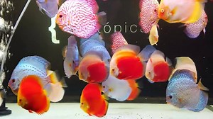 14K views · 422 reactions | Un minuto en el acuario central de Biotópica. | Biotopica Keeping Discus Fish | Facebook