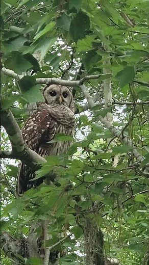 Barred Owl resting in a tree | Nature Wildlife | Florida Wetlands | #barredowl #owl #nature