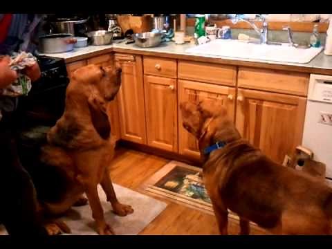 Bloodhound Lizzy singing for her supper