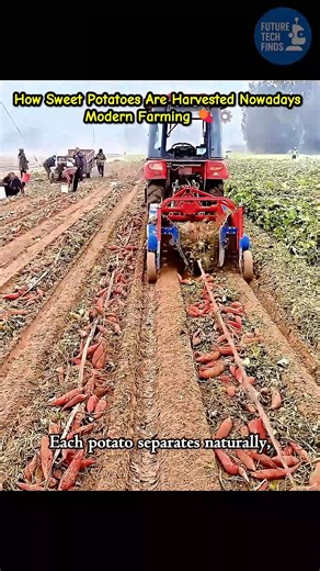To be honest, I love watching machines help farmers harvest potatoes, carrots, fruits, and other crops. The rhythm and efficiency just feel so satisfying to watch. | Future Tech Finds | Facebook