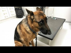 BEST OF GERMAN SHEPHERD That Will Make You Laugh Out Loud!!