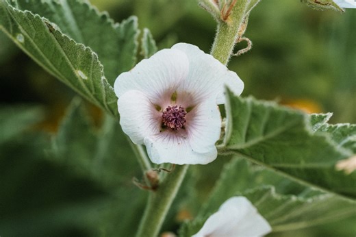 Marshmallow is truly one of the most indispensable remedies in Western herbalism 🌿🤍🌿 It brings moisture where there’s dryness, softens what’s hardened, and cools what’s inflamed. Whether it’s the gut, lungs, skin, or urinary tract, Marshmallow works by protecting and restoring the tissues in a way that’s both gentle and powerful. It’s especially helpful for those just beginning their path with herbal medicine. Its taste is mild, and the way it works in the body is easy to understand and feel.