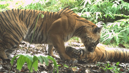 Good News! Camera Traps Snap Nearly Triple The Number Of Endangered Sunda Tigers Seen In Previous Surveys