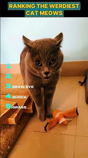 You Won’t Believe These Cat Meows… RANKED 🐾