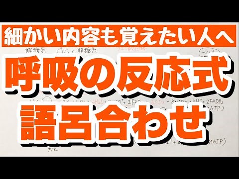 【呼吸③】反応式3段階を覚えたい人へ 解糖系とクエン酸回路と電子伝達系での反応式 水と二酸化炭素と酸素の反応 代謝 ゴロ生物
