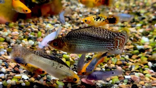 120K views · 3.2K reactions | Some super lovely big sailfin Molly’s in this week! #paulsaquariums #brisbane | Paul's Aquariums | Facebook